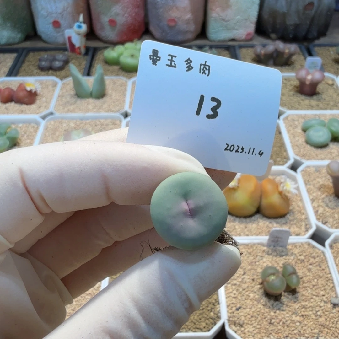 k***f多肉多肉多肉11.4-013