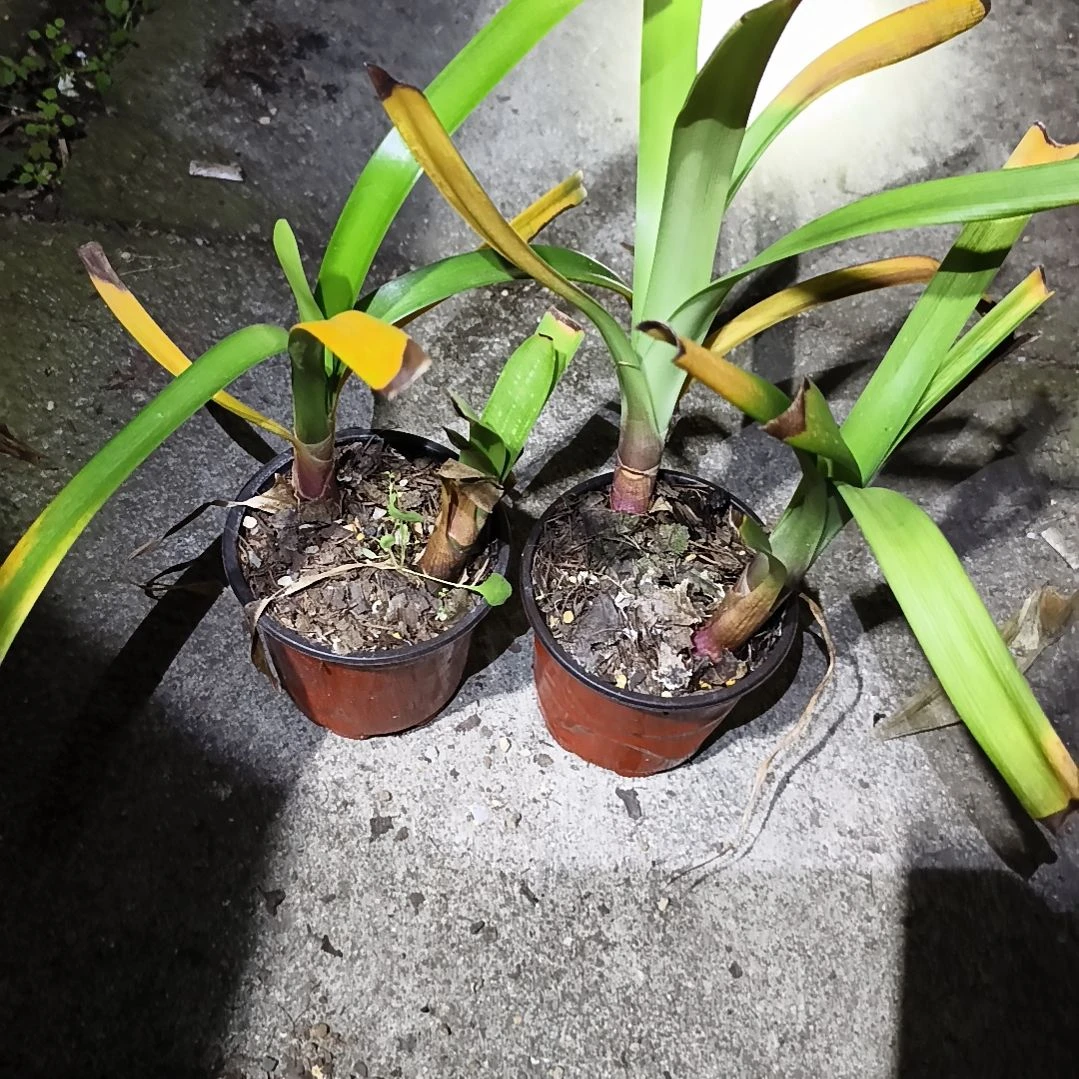 纪***9当前无花栽培后可以开花盲盒下花残叶四棵
