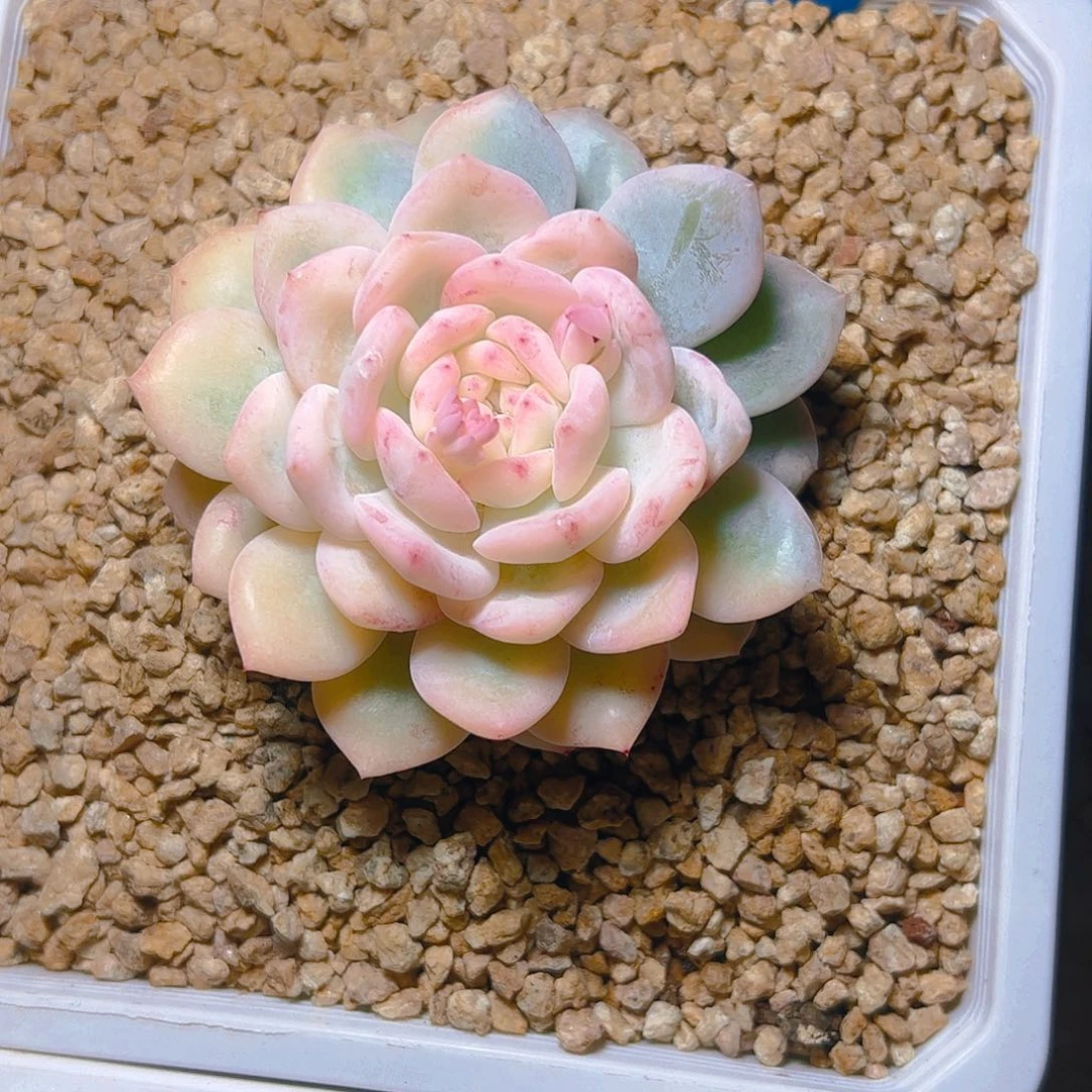 一****⁹橙梦露锦3005号一物一拍