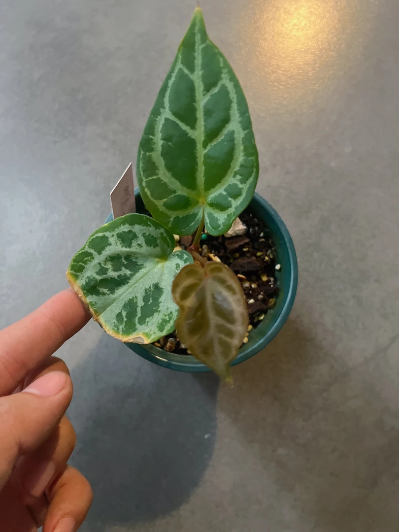 【塞尔比银】天南星科热带植物
