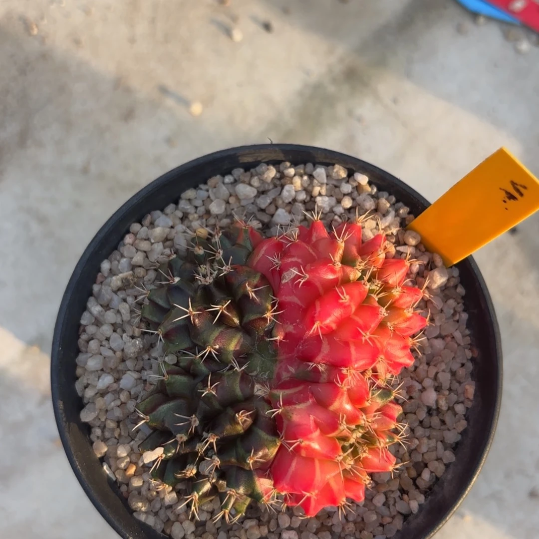 L530-1215泰国发货