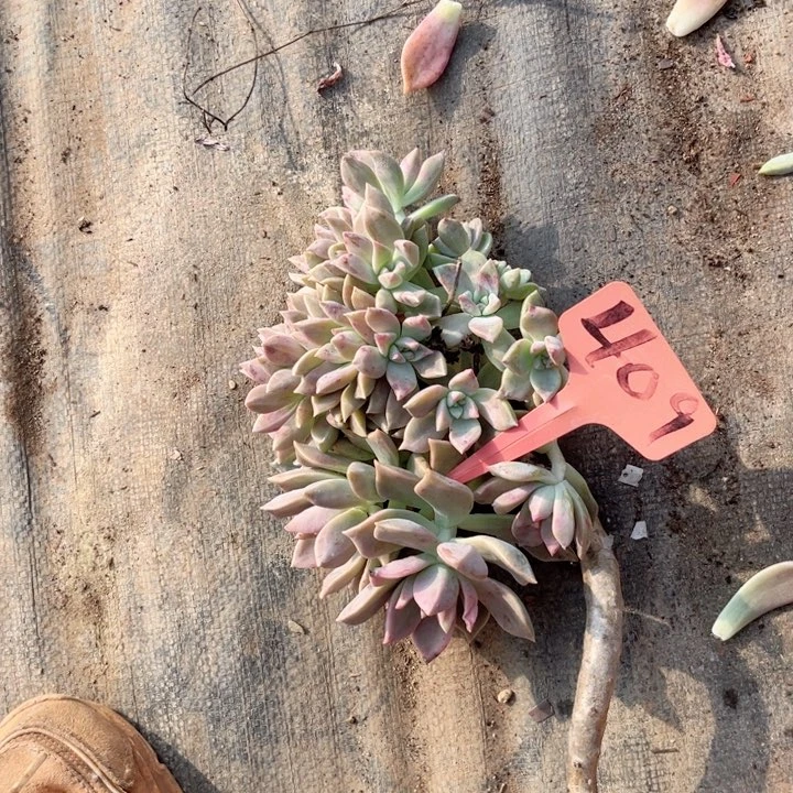 小**?晨语多肉一 1物一拍409断头