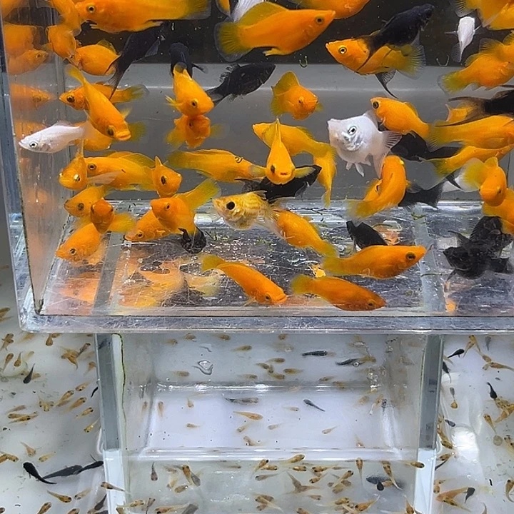 海水鱼淡水三色玛丽球小鱼10➕10备损另外送30条鱼苗