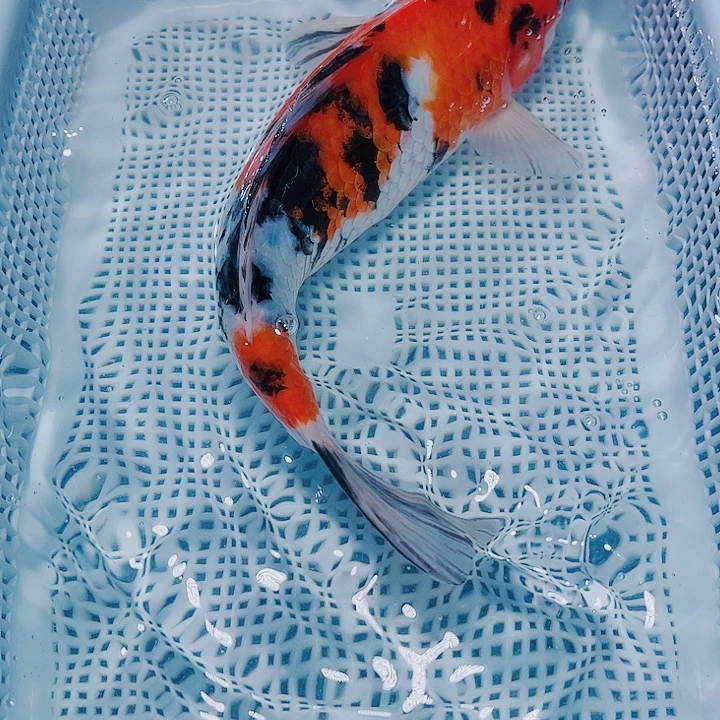 海水鱼锦鲤观赏鱼110
