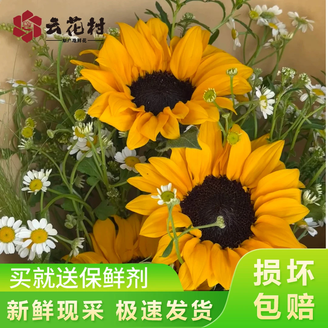 【毕业季鲜花套餐】向日葵洋甘菊花期久云南直发鲜花鲜切花
