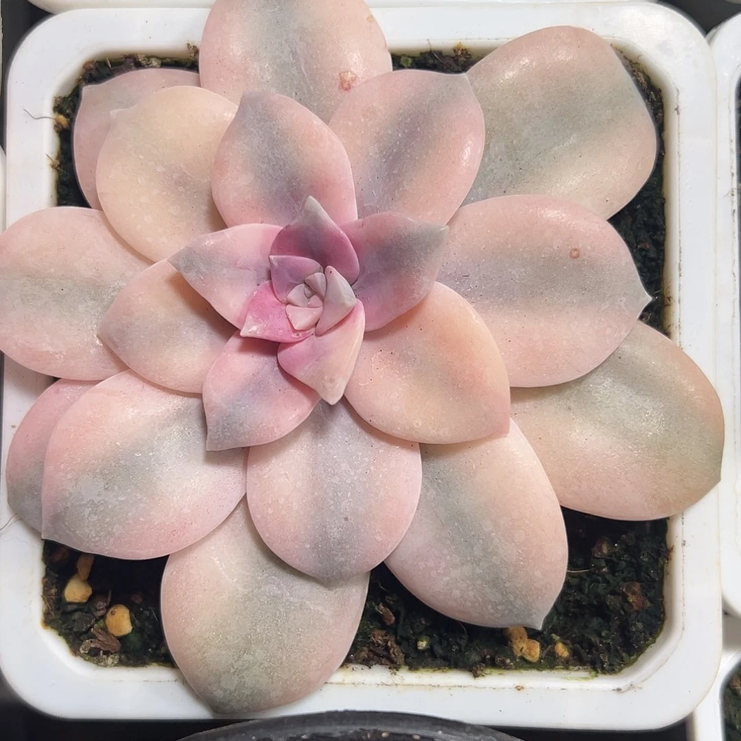 满38包邮法丽风车锦