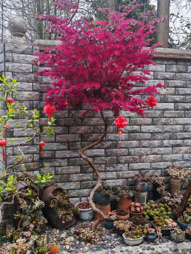 一物一拍红花继木老桩庭院造景美如画双面红红花继木