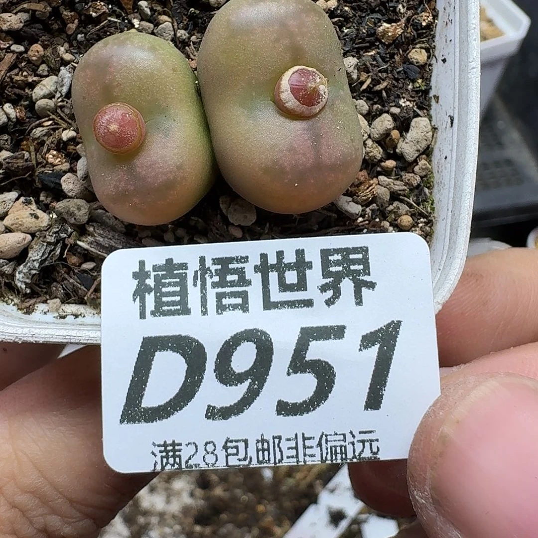 多肉植物的润泽fgh