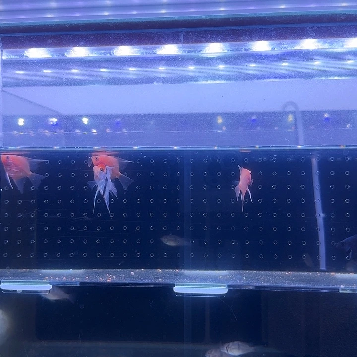 海水鱼绿盖颗粒一瓶