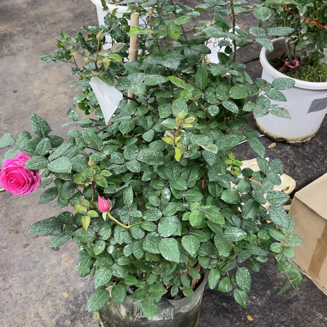 完全开放上海夫人