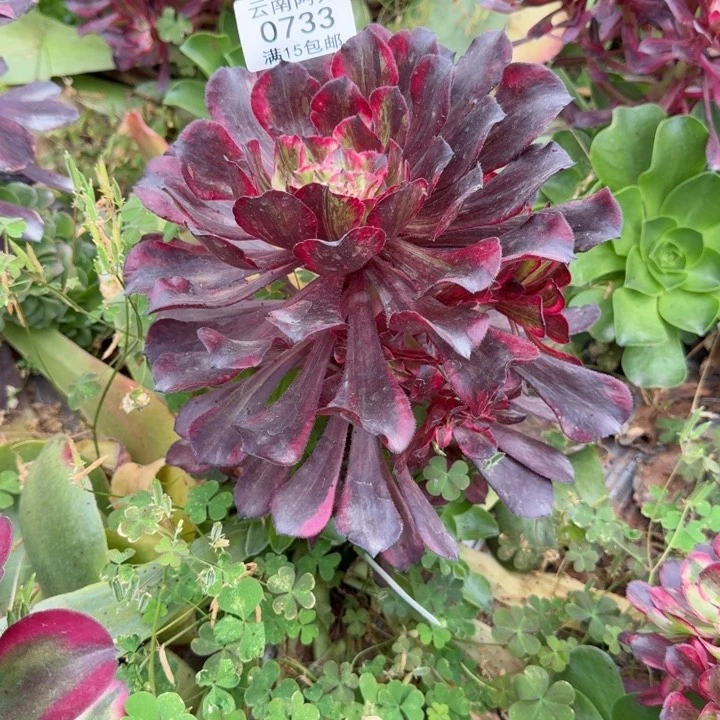 733号同花顺啊啊啊