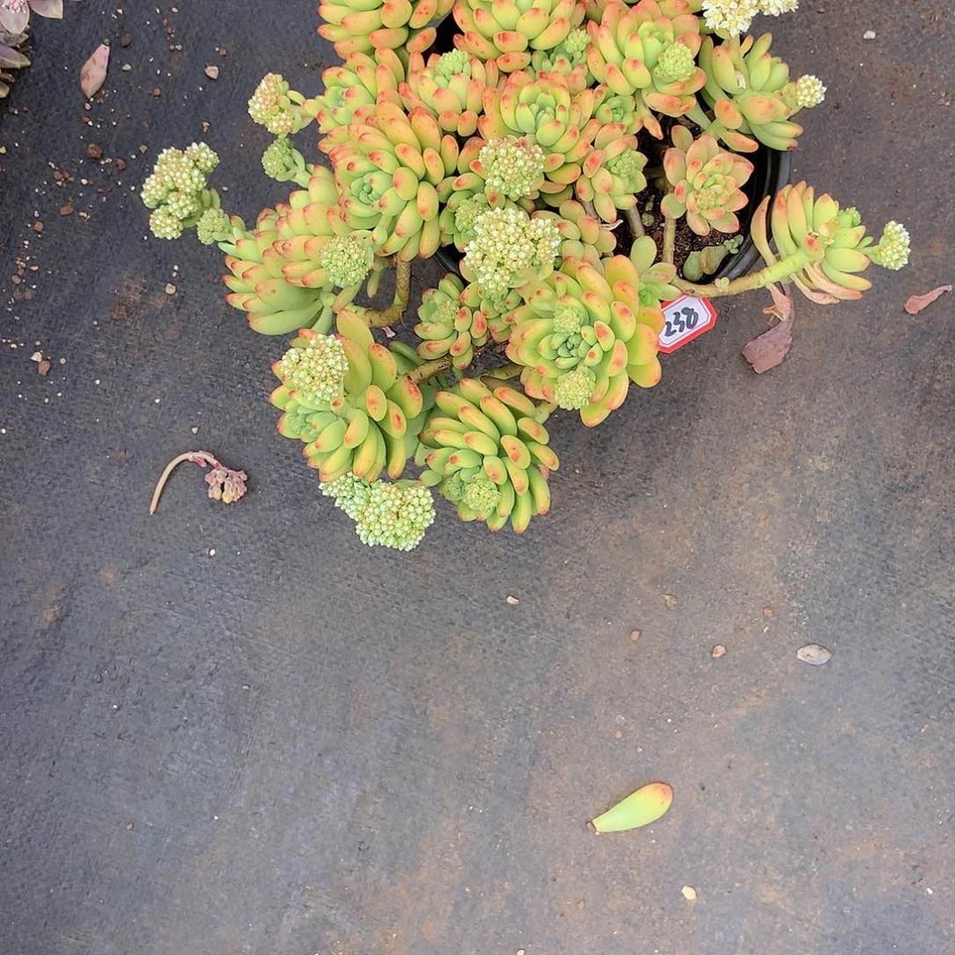 今****个老三多肉一物一拍家里238香格里拉