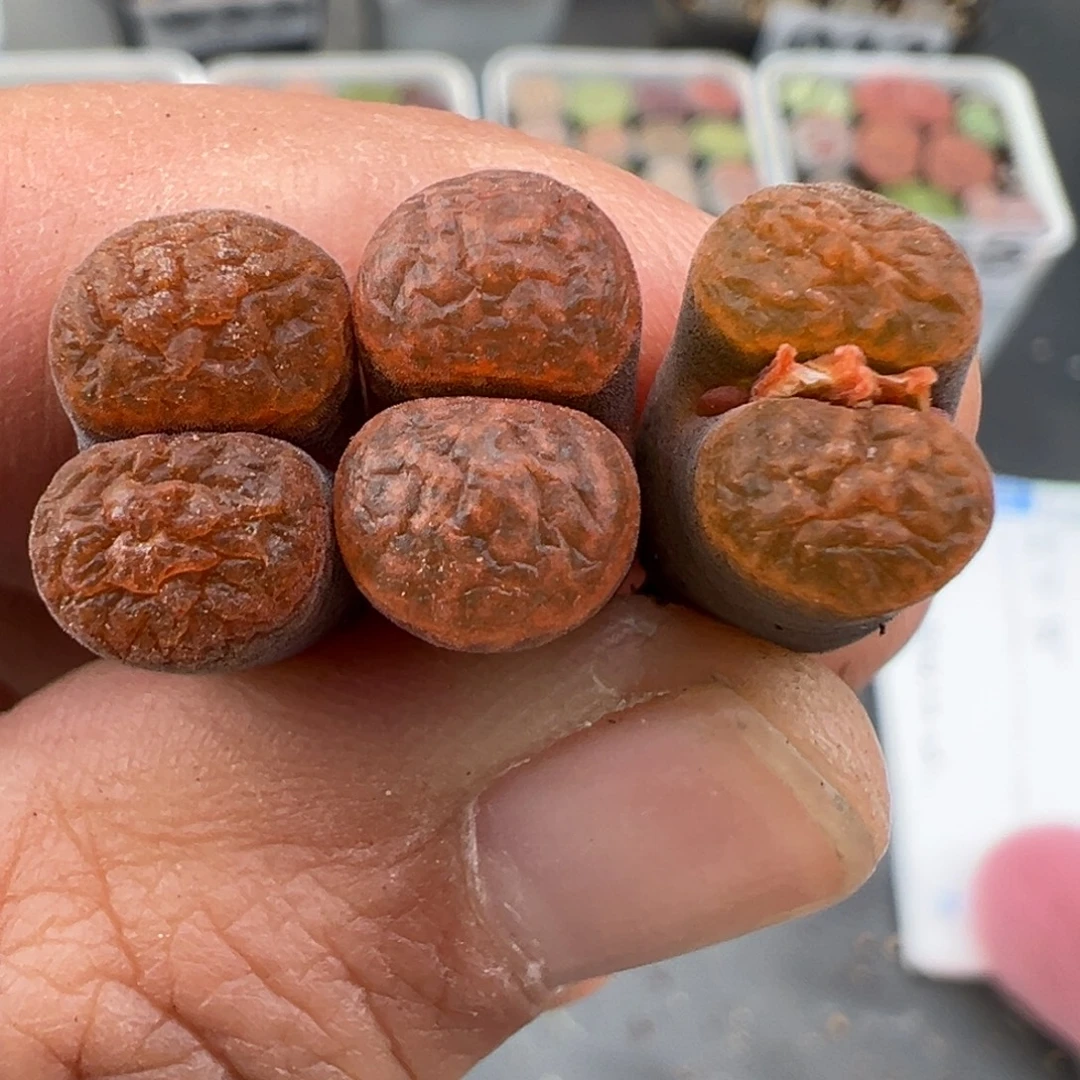 11.10好看的多肉脱土发货044