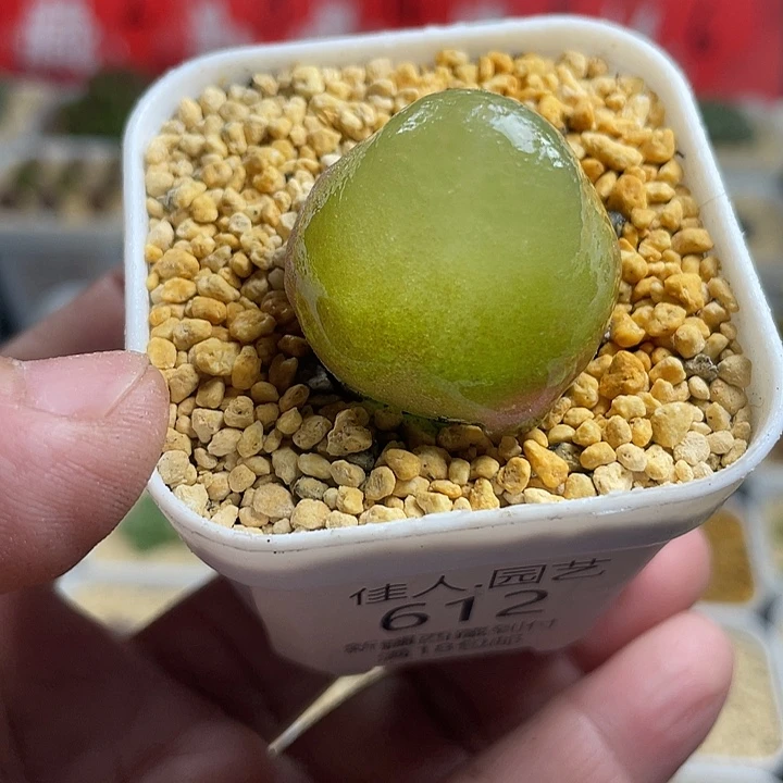 佳人园艺多肉生石花灯泡612