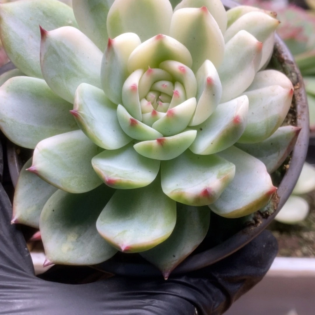 455锦锦锦锦锦锦