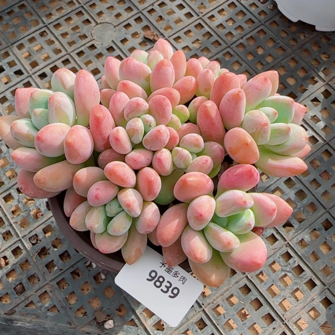 洛神无砍，9839多肉植物