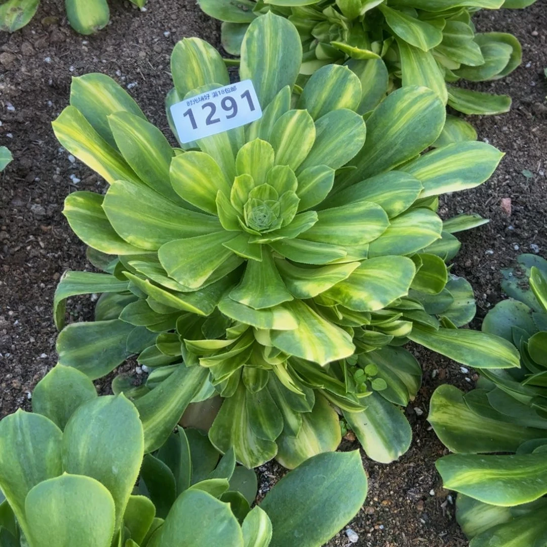 五**璃1291寄养费到秋