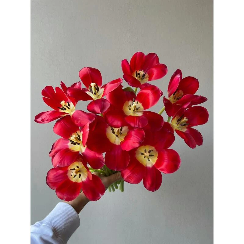 朱雀郁金香(两单顺丰）