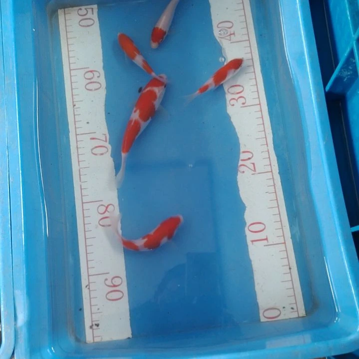 海水鱼顺丰包邮开箱包活2