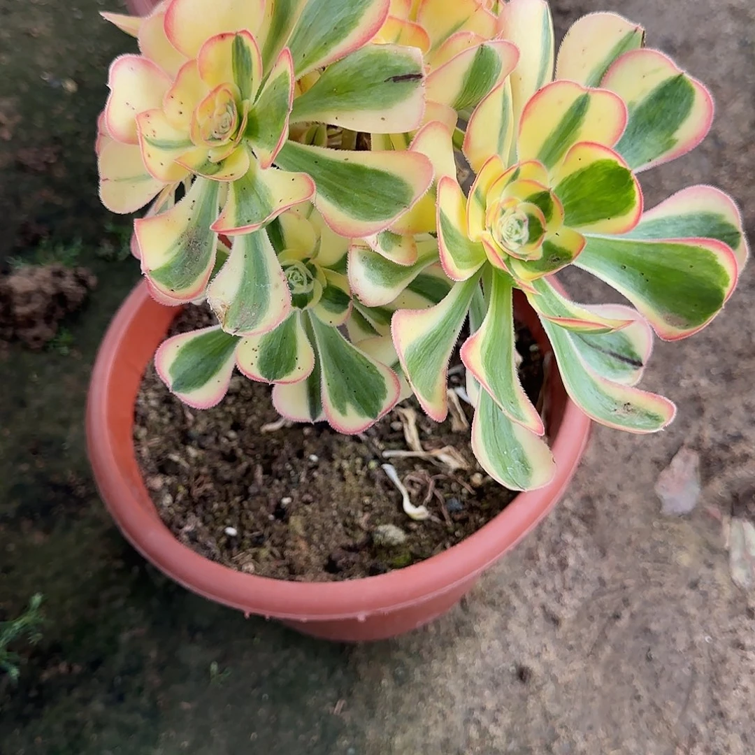 悠*多肉植物王妃多头4091