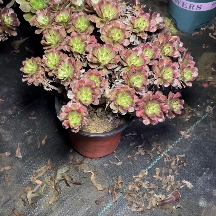 34多肉植物多肉多肉多肉