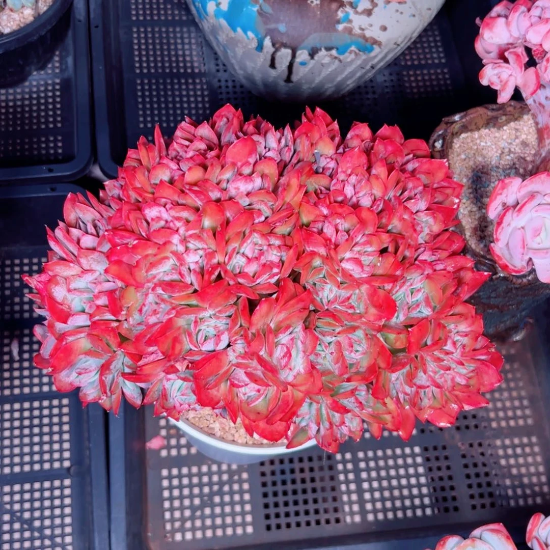 梅*多肉植物多肉植物