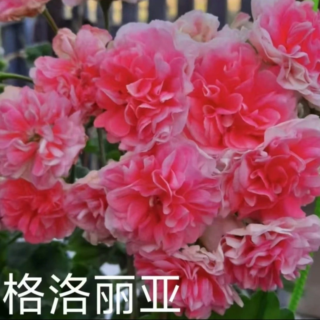重瓣天竺葵格洛莉亚包对版
