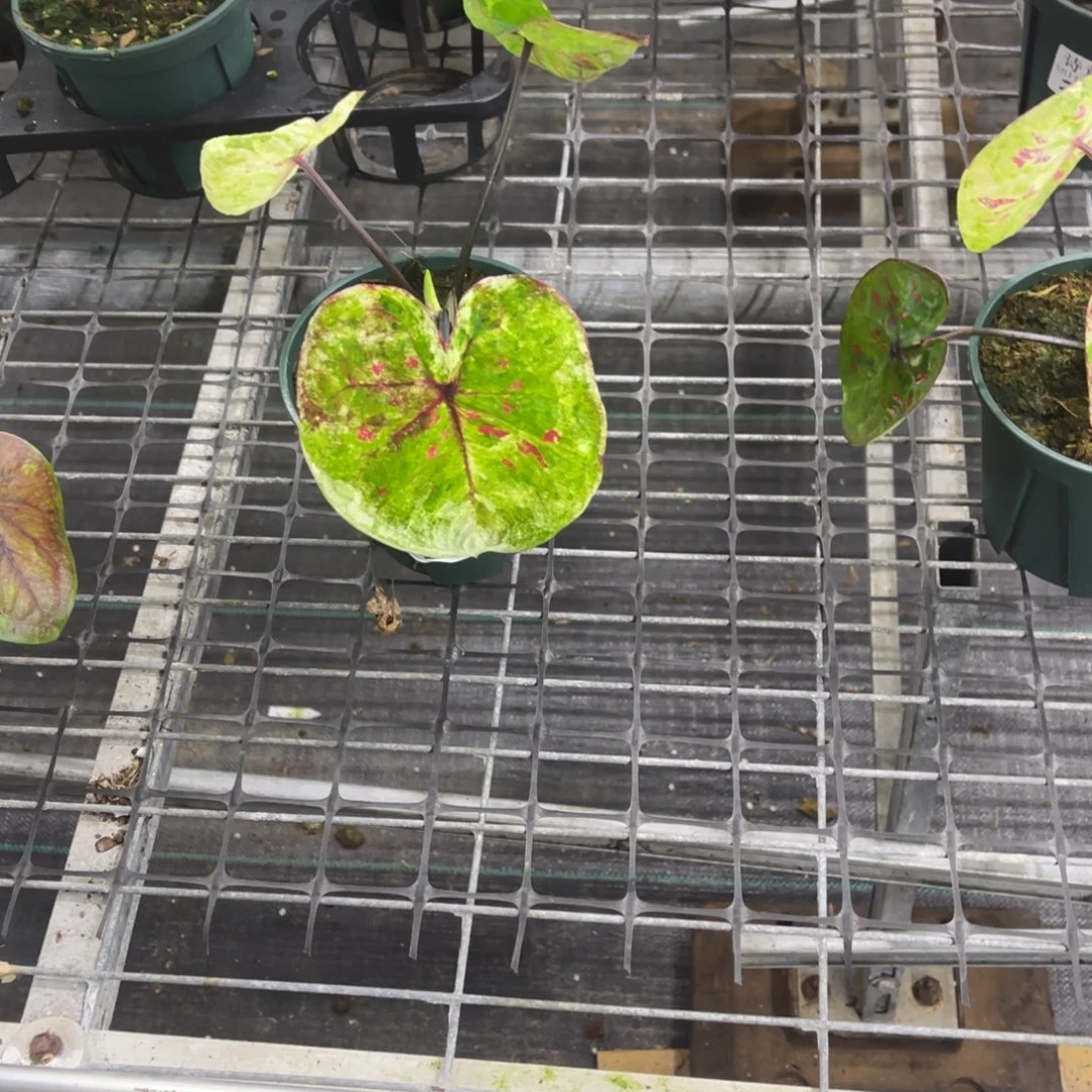 ****无花朵             244泰彩不包售后