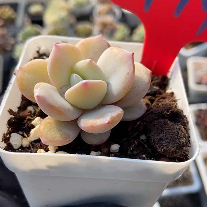 974奶茶多肉植物保护