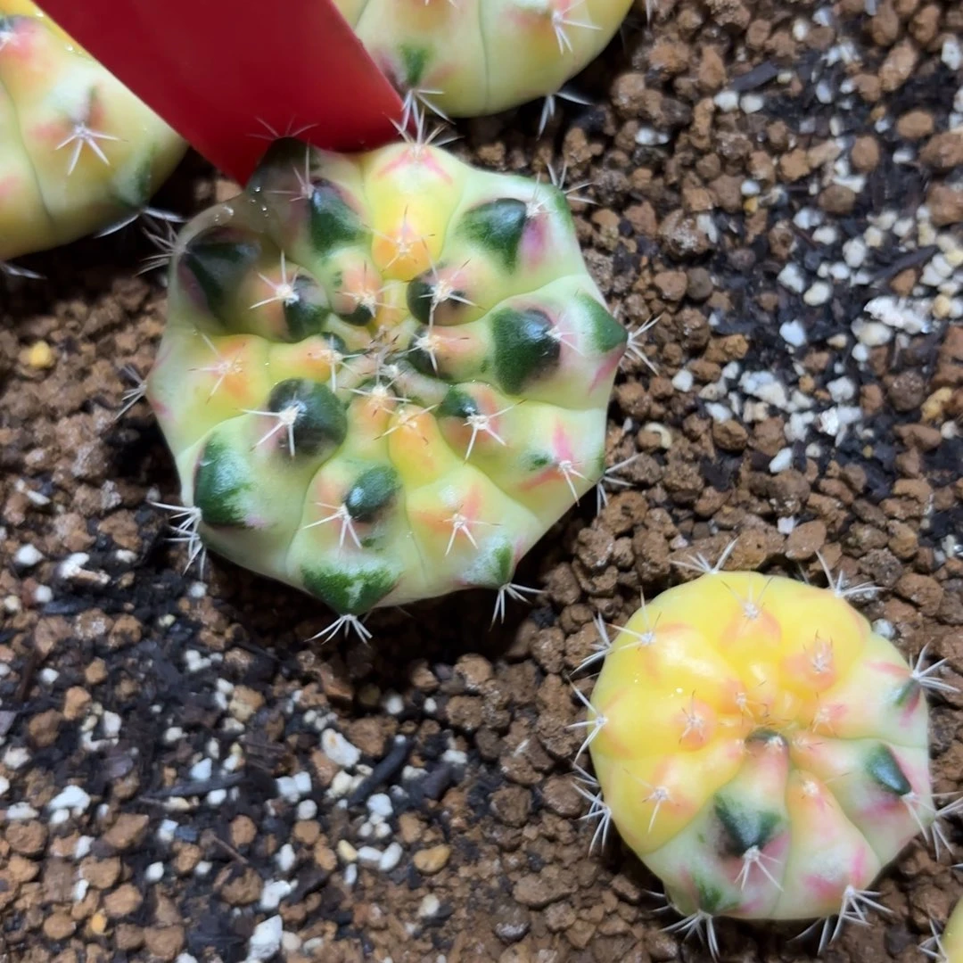 162-1124泰国发货多肉