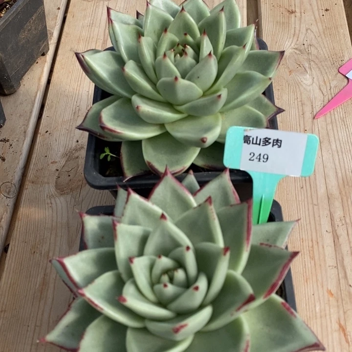 D249- 直播福利 乌木两颗