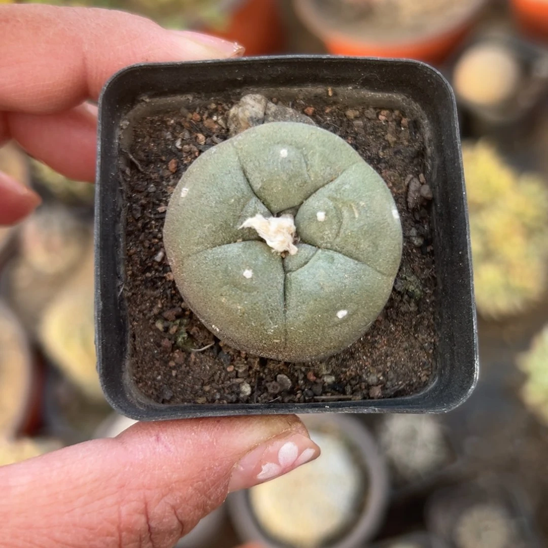 多肉植物多肉植物