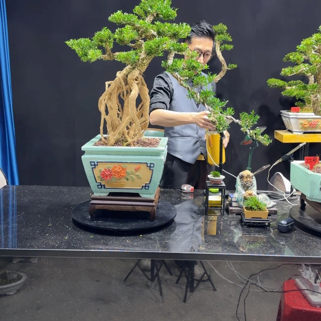 黄杨室内室外盆景艺术