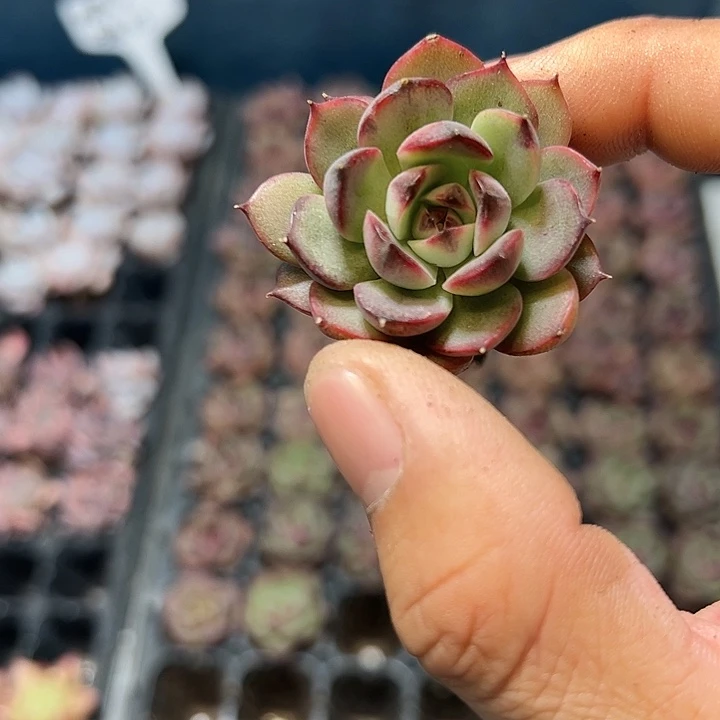 珊果珍妮 满10颗包邮