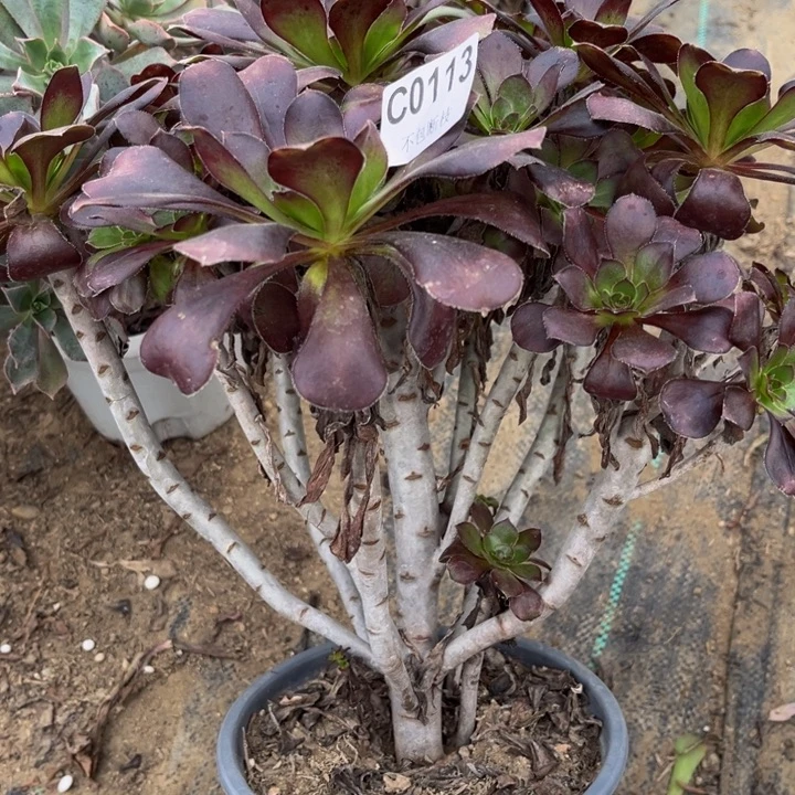 113 多肉法师不包断枝