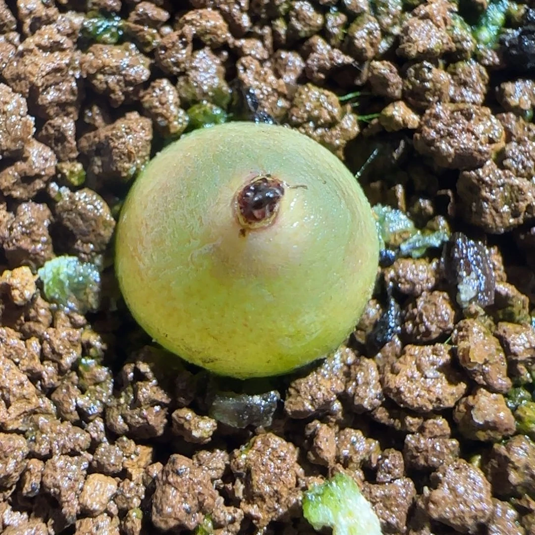 肉锥多肉植物组合-哈默446