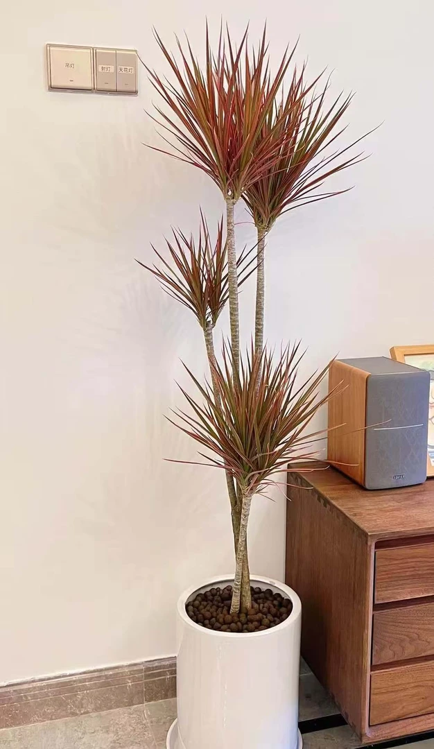 网红七彩马尾铁千年木直播间（一物一拍看注意事项后确认购买）