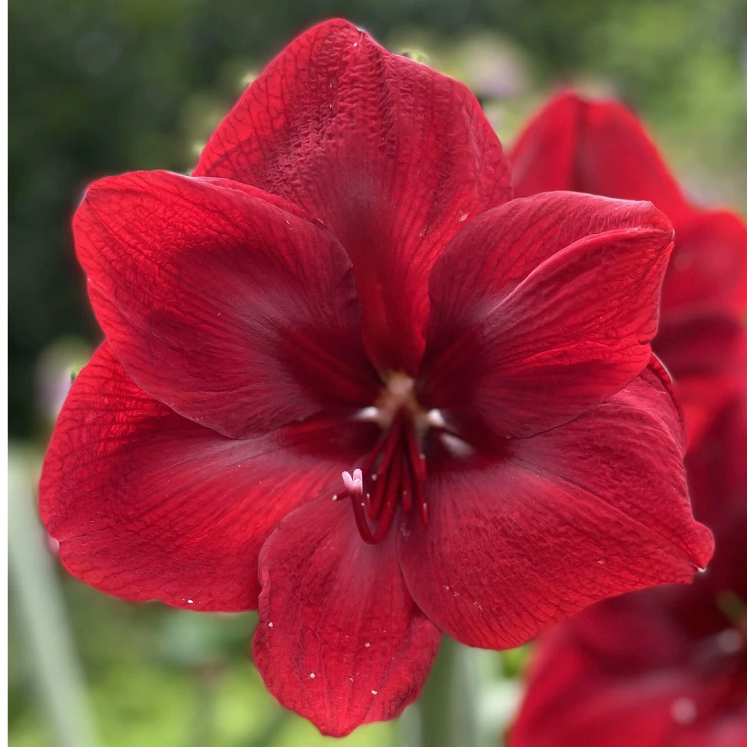 进口朱顶红 红珍珠28-30 （实际采收偏小1-3公分）