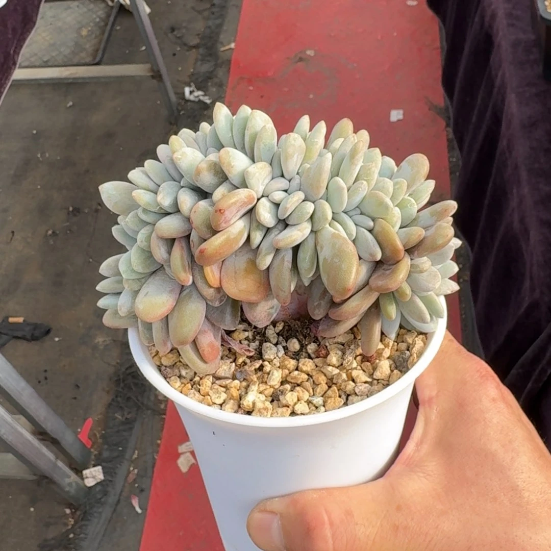 13厘米的尺寸一物一拍的