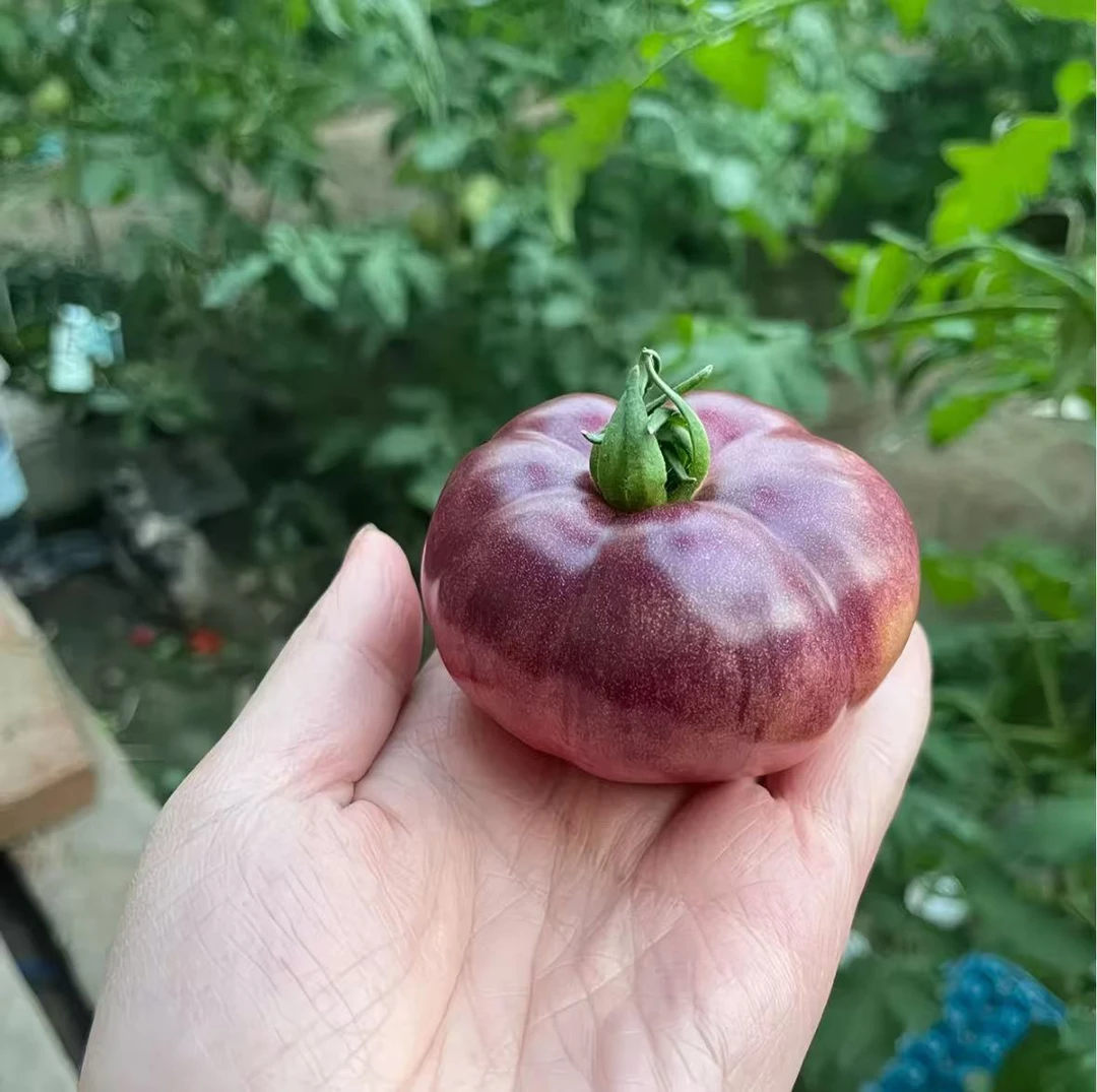 紫蜜桃柿子种子四季种植盆栽阳台