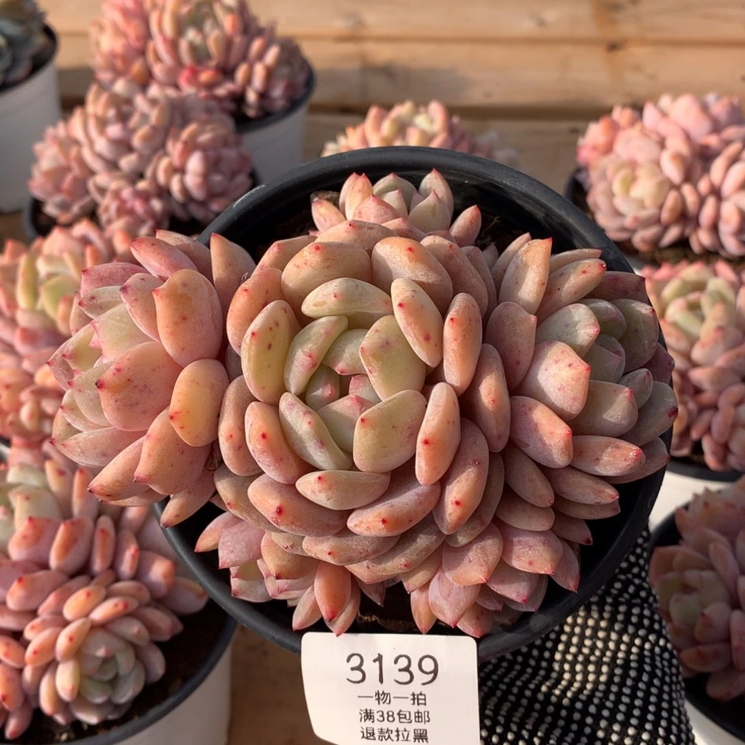 14厘米六头橙梦露无砍3139