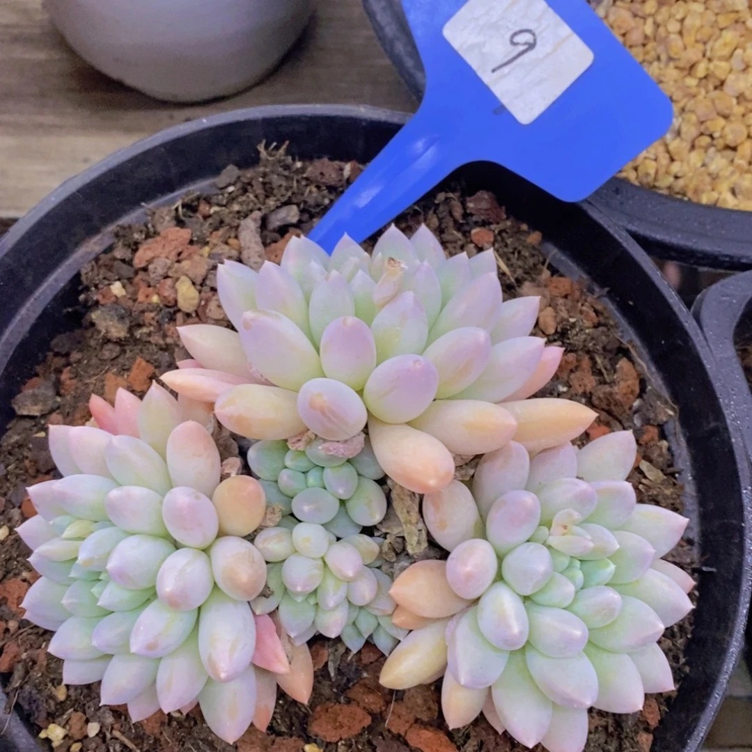 跨年夜，福利专场，一单就包邮，感谢大家