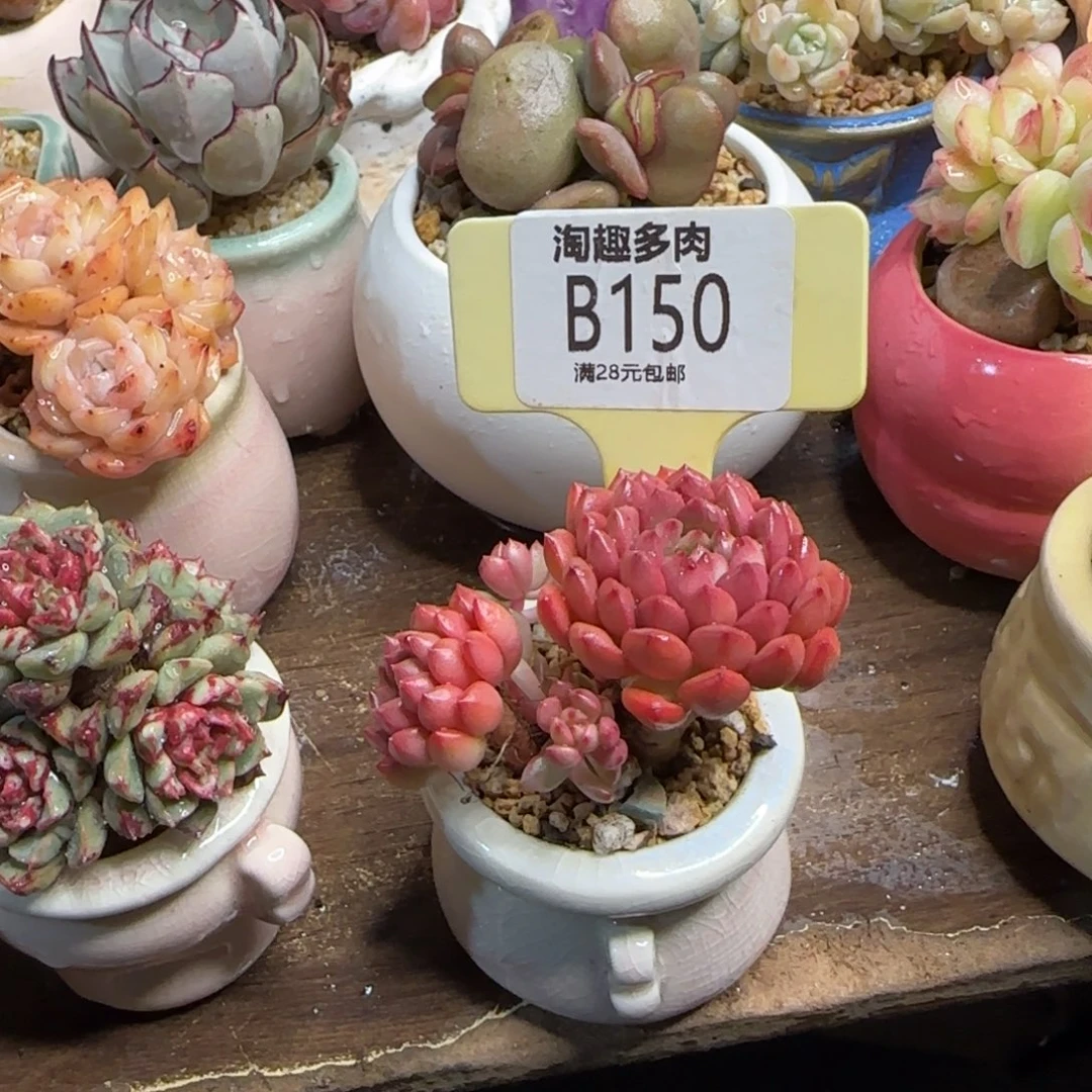 莎***莎多肉植物11111111