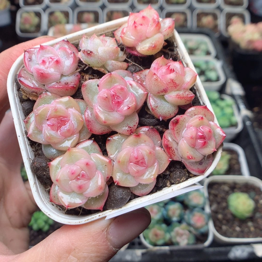 无花朵W12 玄机uyyyyy