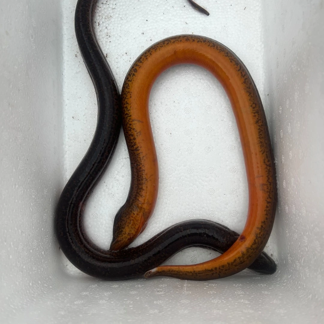 苏北射阳河野生黄鳝