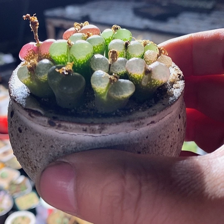 单头粉樱花风铃一颗。