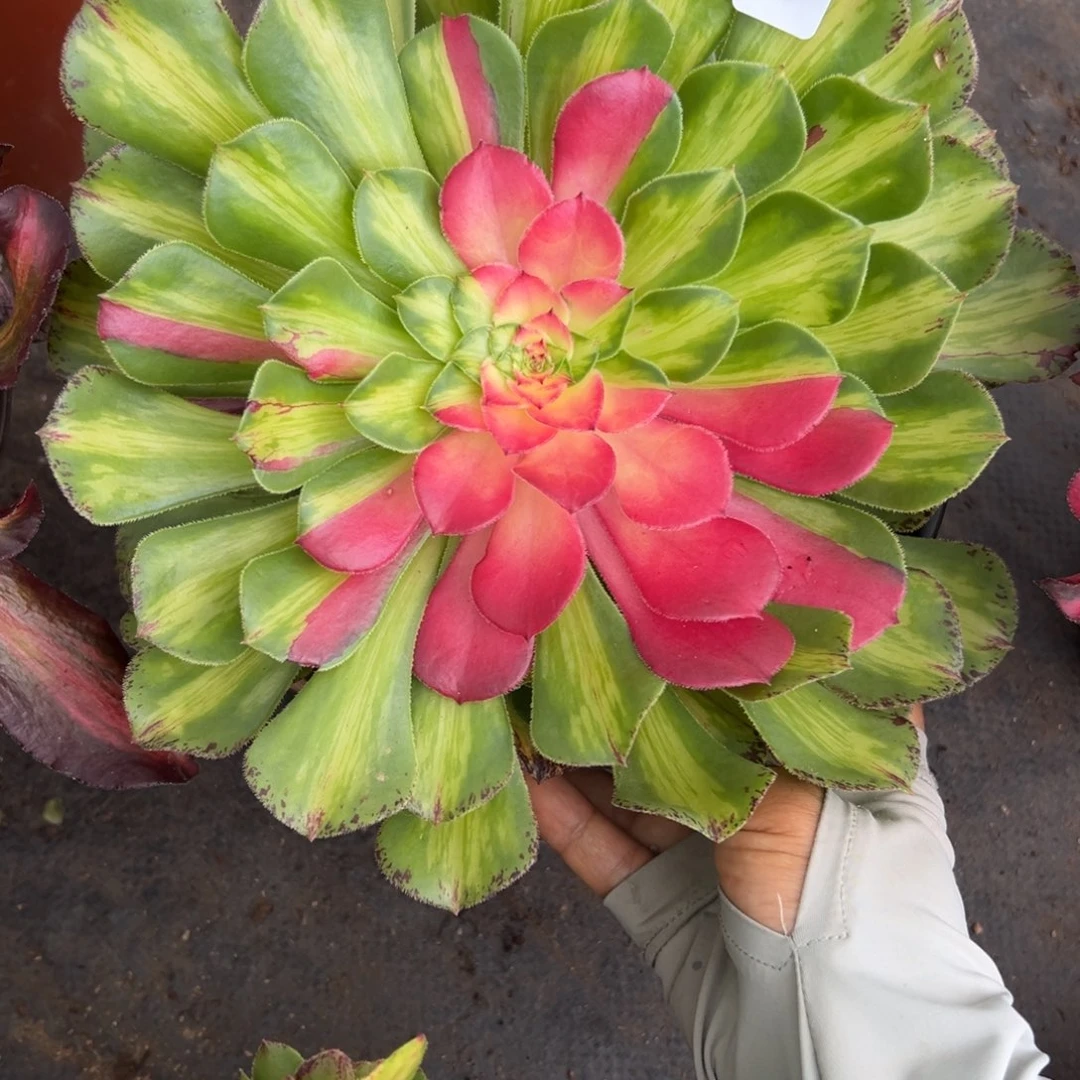 6知否无根多肉植物族？