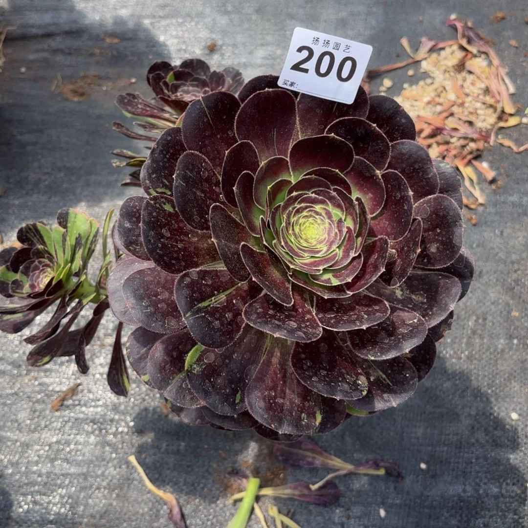 ◝****淡12  200多肉法师