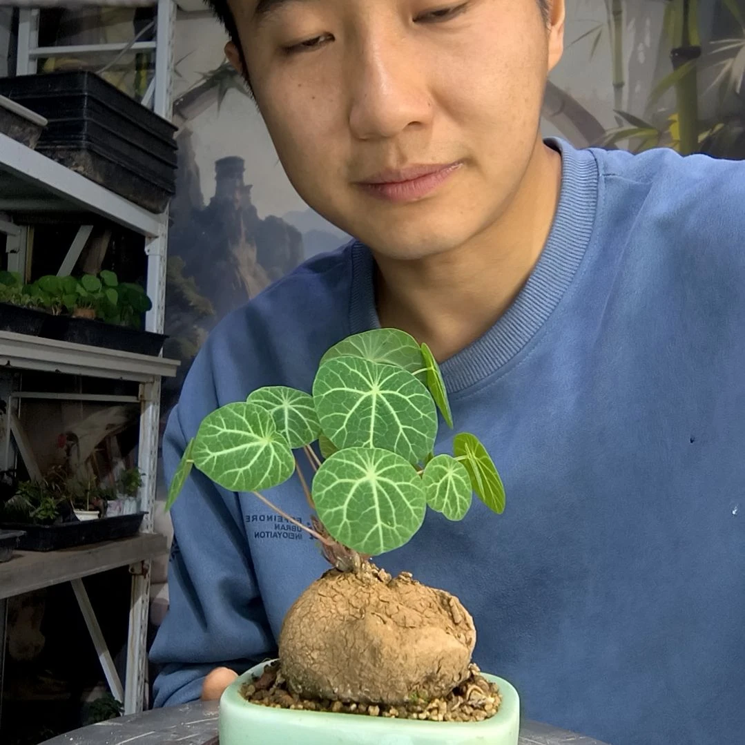 ?****货中青园艺一物一拍268