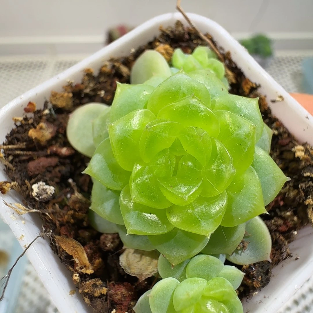 纸鸢甜心开播福利